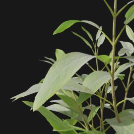 Alternative view of Sage Herb (v2)