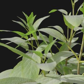 Alternative view of Sage Herb (v3)