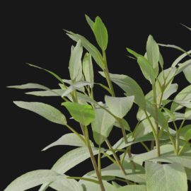 Alternative view of Sage Herb (v4)