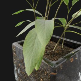 Alternative view of Sage Herb (v5)