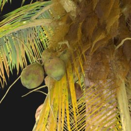 Alternative view of Coconut Palm (v2)