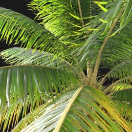 Alternative view of Coconut Palm (v7)