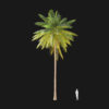 Coconut Palm (v8)