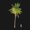 Coconut Palm (v9)